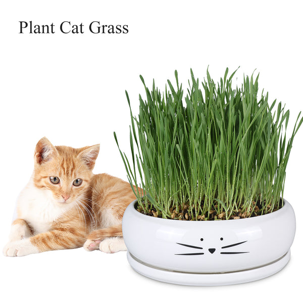 Koolkatkoo 8 Inch Large Cute Cat Ceramic Succulent Planter Pots with Removable Saucer Unique Porcelain Cactus Planters Decorative Flower Pot for Cat Lovers White
